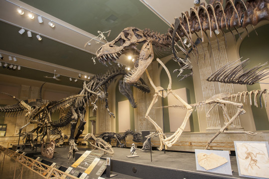 At the Dinosaur Discovery Museum, students can check out interactive exhibits, fossils, and life-...
