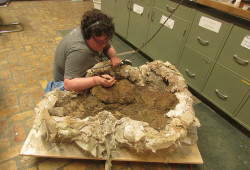 Nathan Cochran in Spring 2023 focused on prepping a Triceratops snout in the lab of the Carthage ...