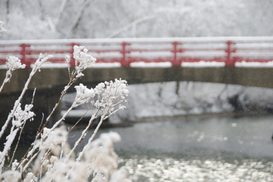 The red bridge in the winter