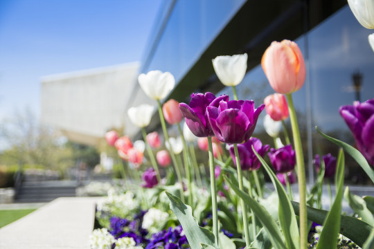 Spring flowers in front of Hedberg Library.