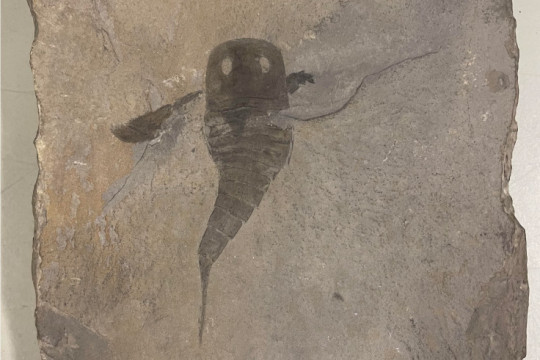 An image of a fossil of the 419-million-year-old sea scorpion, Eurypterus, the fossil invertebrat...