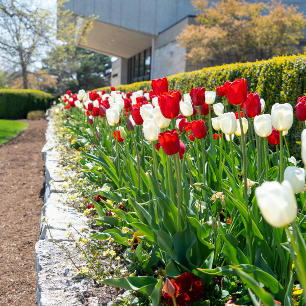 Flowers begin to line Carthage?s Campus Drive to celebrate the return of spring weather.