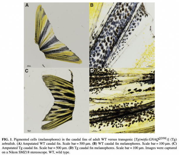FIG. 1. Pigmented cells (melanophores) in the caudal fins of adult WT versus transgenic zebrafish...