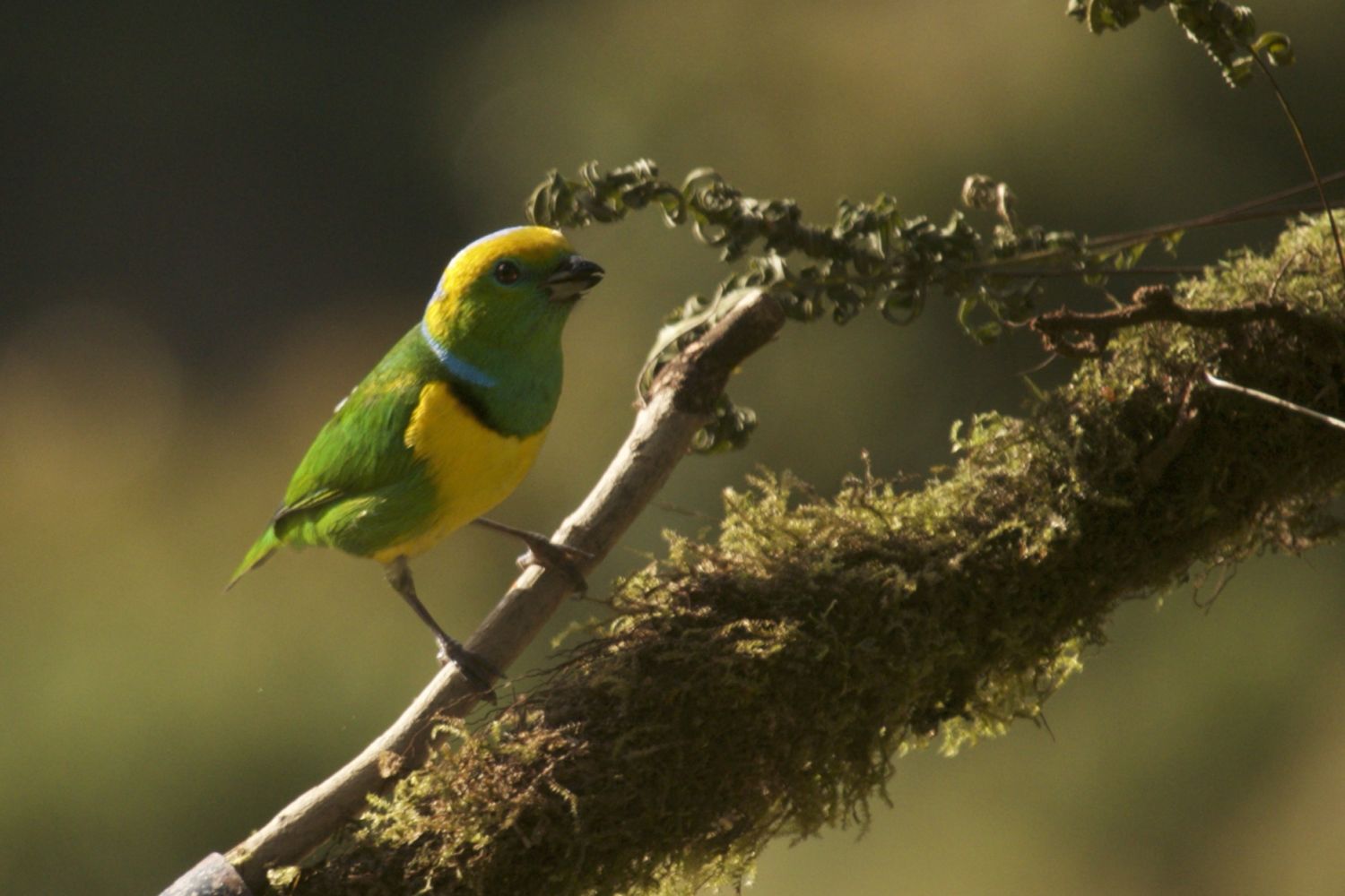 A photo of a bird captured by a student on a photography study tour to Costa Rica.
