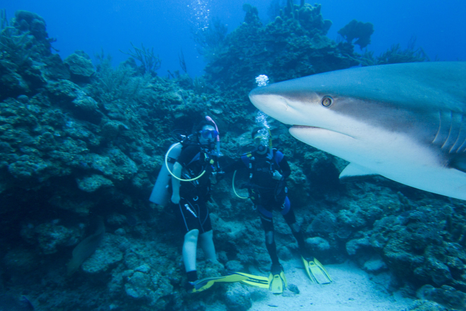 Students scuba diving with sharks in Honduras.