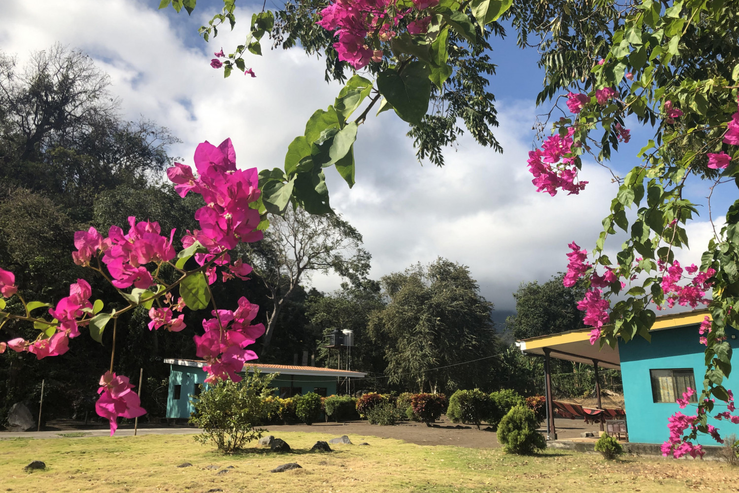 Flowers blossoming in Nicaragua during the summer.