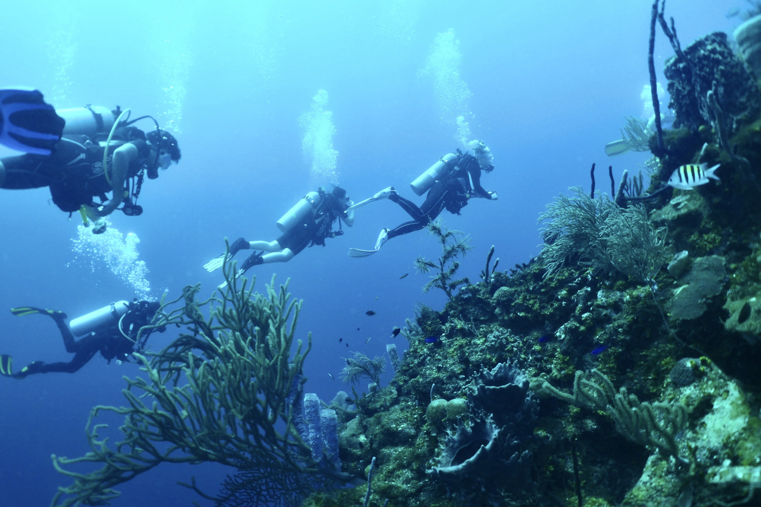 Students scuba diving in Honduras for J-Term.