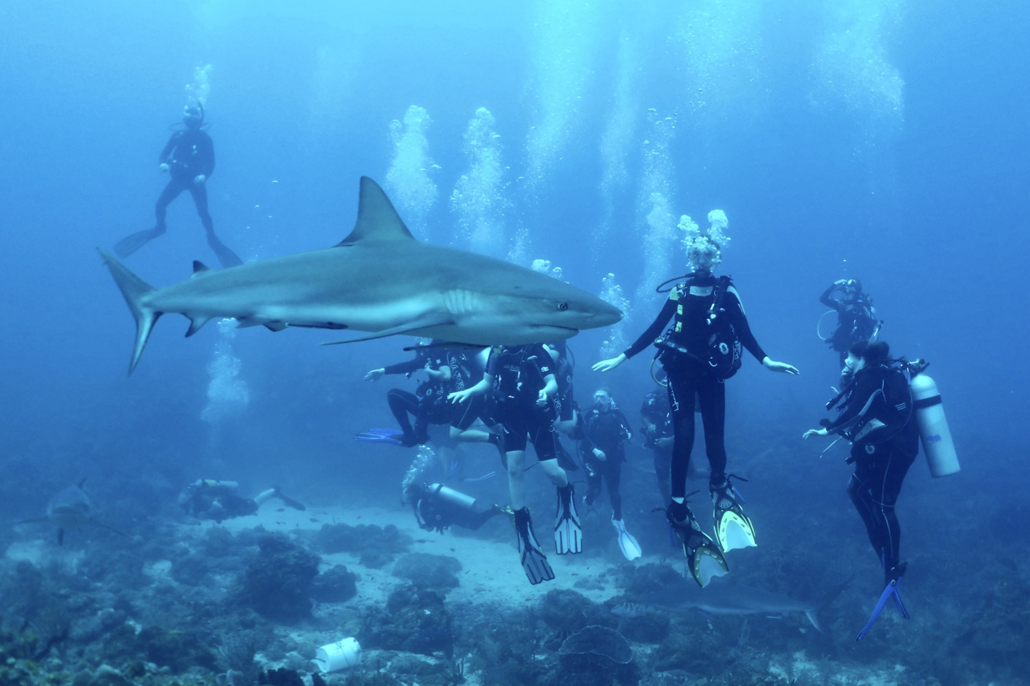 Students scuba diving with sharks.