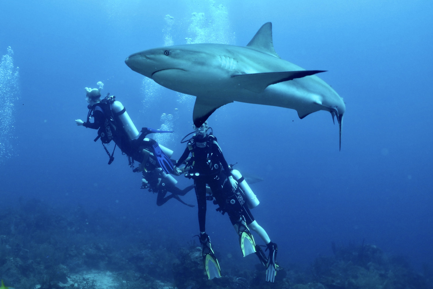 Students scuba diving with sharks.
