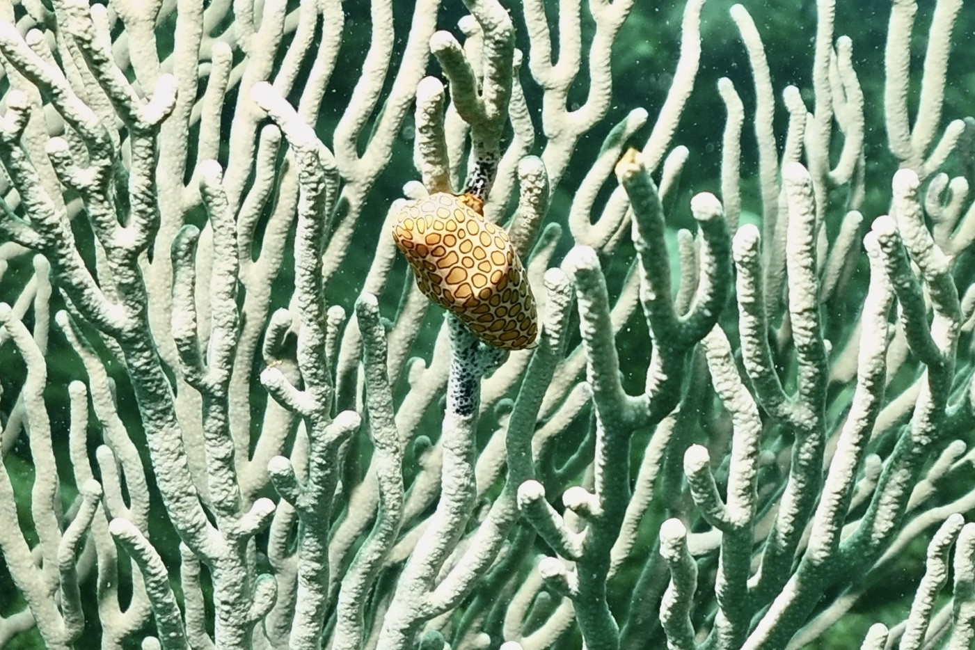 Sea life found while scuba diving.