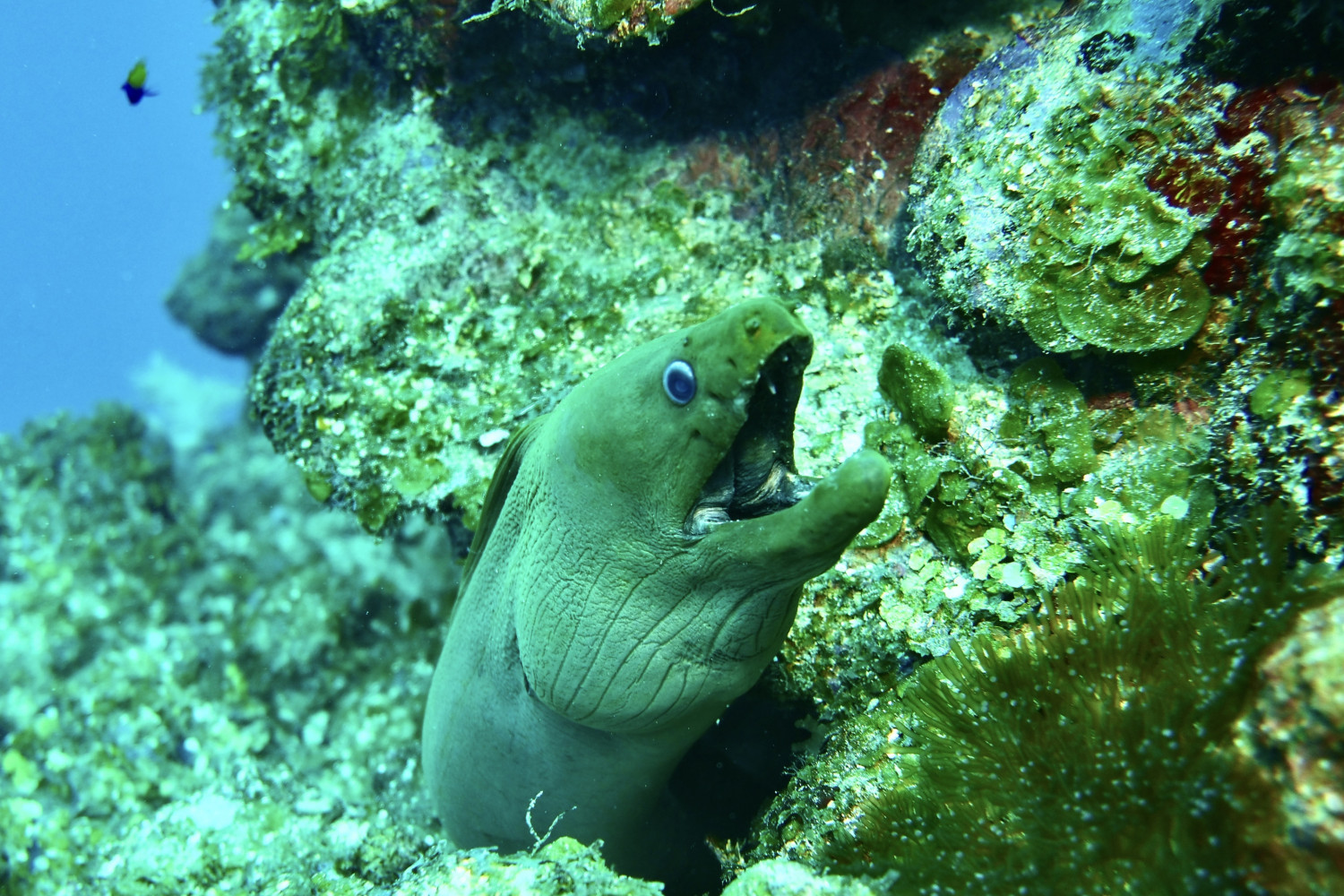 An eel found while scuba diving.