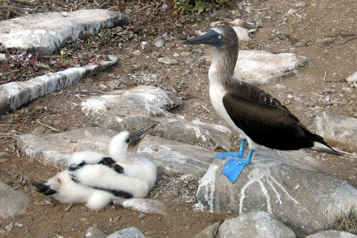 Blue-footed booby chicks