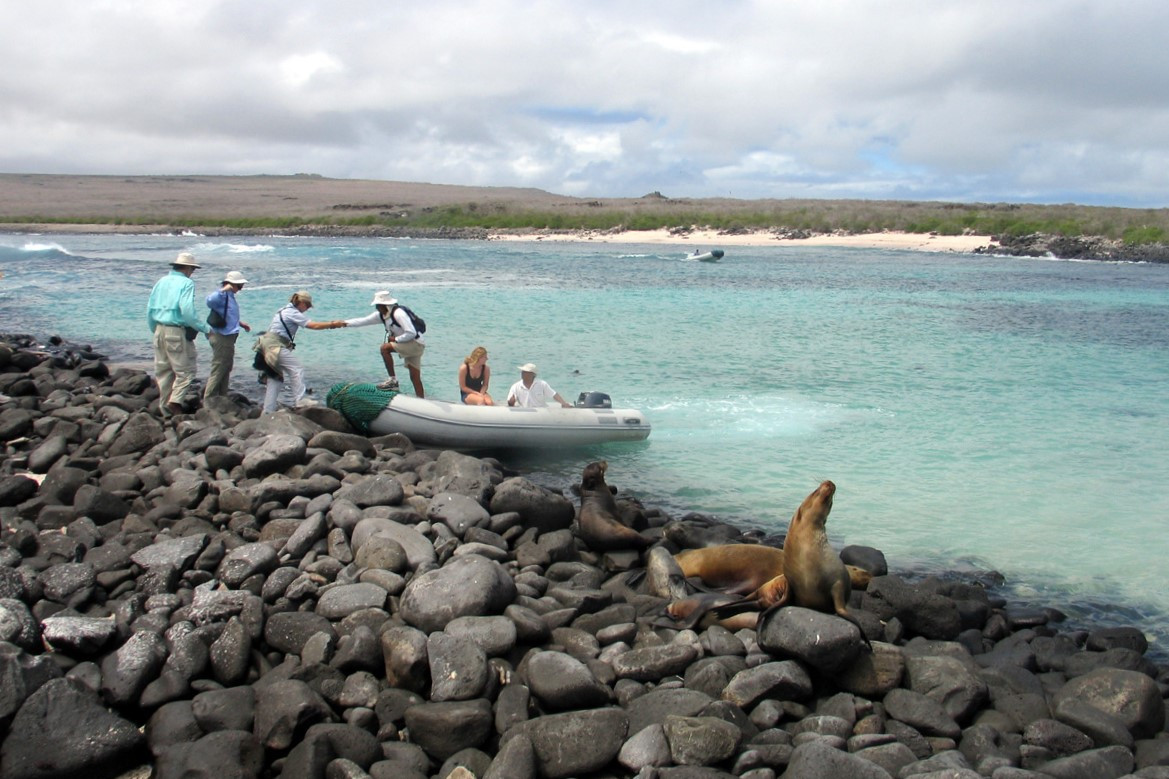 Sea lions hanging out near the water