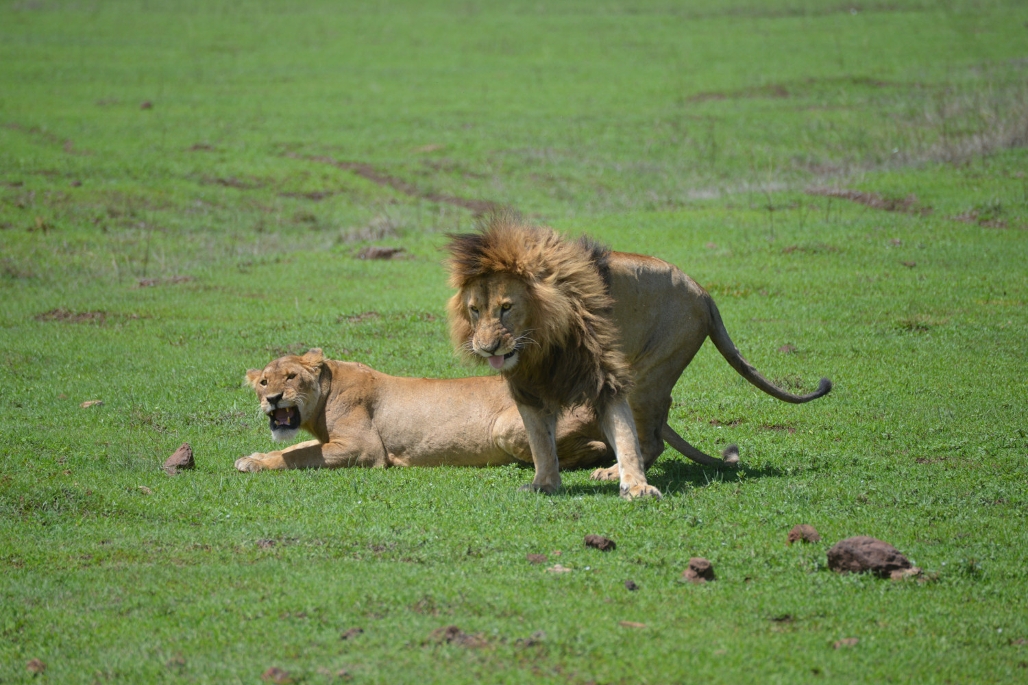 Lions in Tanzania