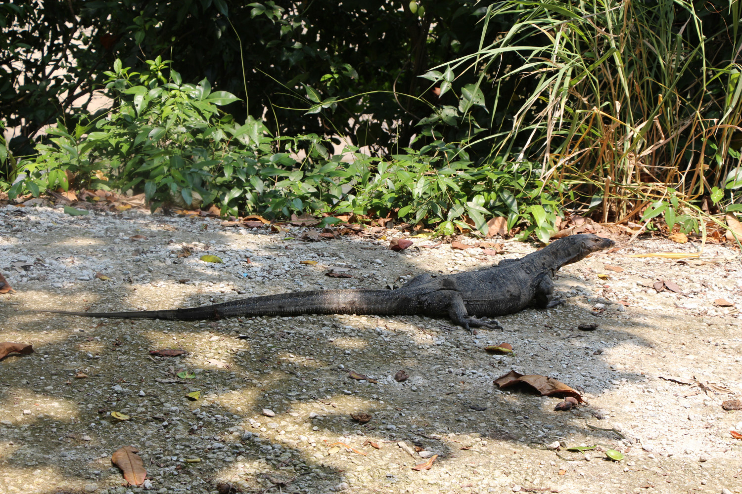 Monitor Lizard commonly found in Singapore