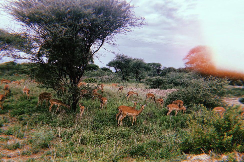Students see antelope on a safari in Serengeti.
