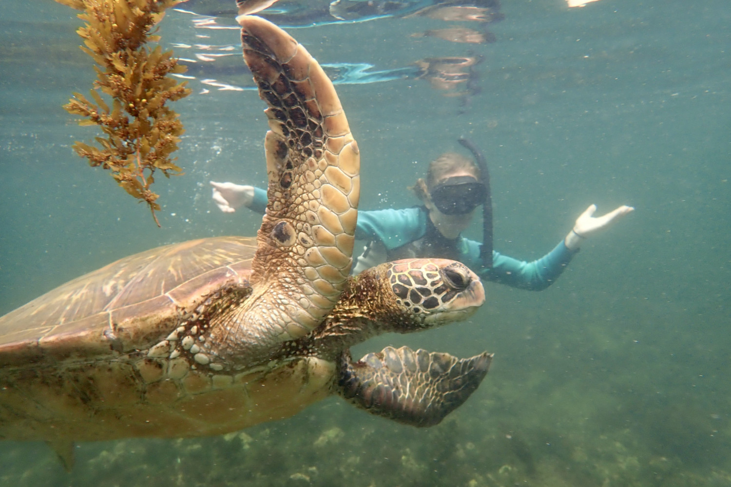 A Carthage student swims with a giant tortoise on a study tour to the Galápagos Islands.