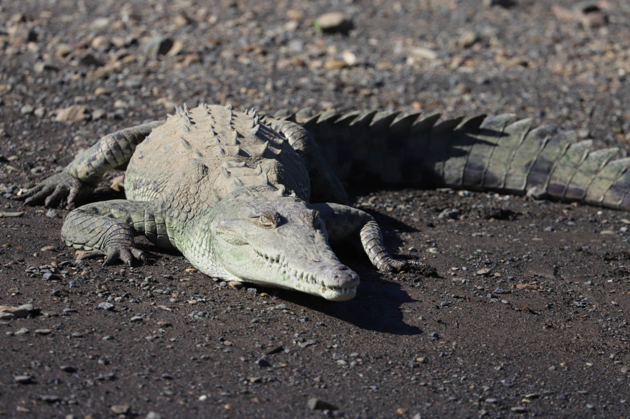 A crocodile on land.
