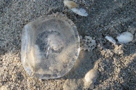 Jellyfish at Cocoa Beach