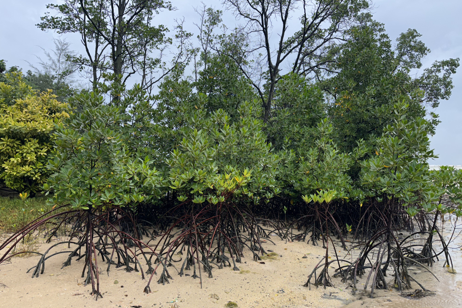 Red Mangrove