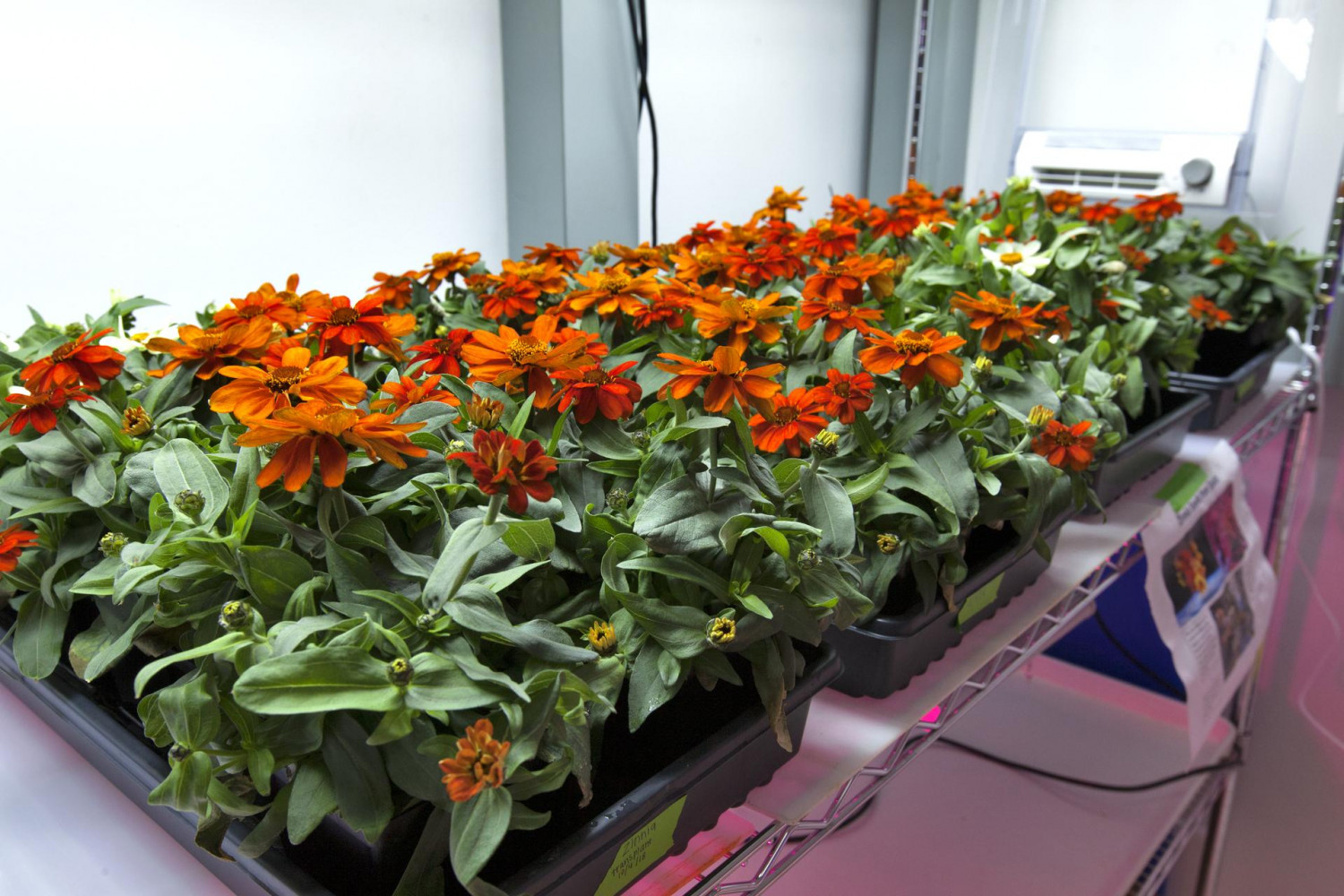 Zinnias in space