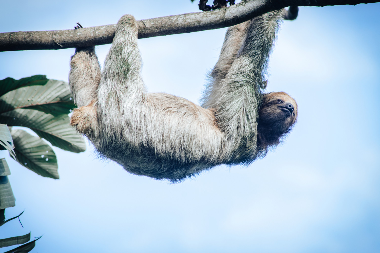 A sloth dangling from a tree branch.