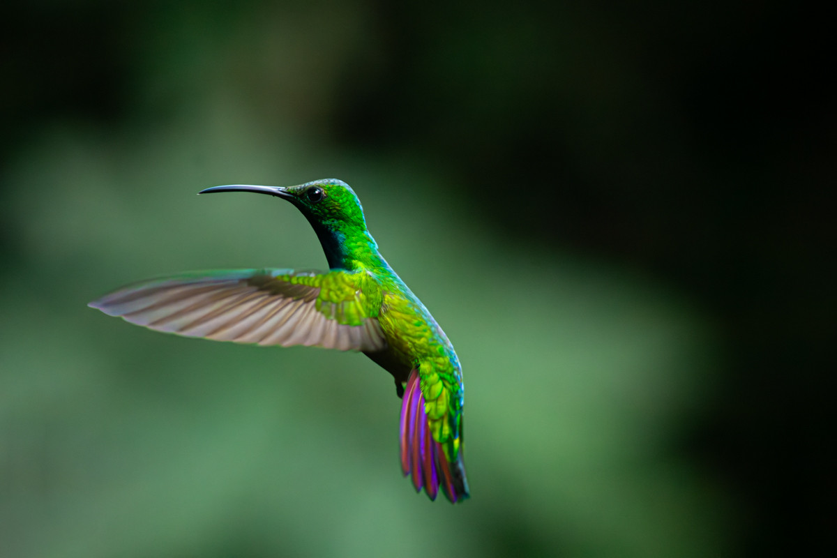 A Green Breasted Mango hummingbird in flight.