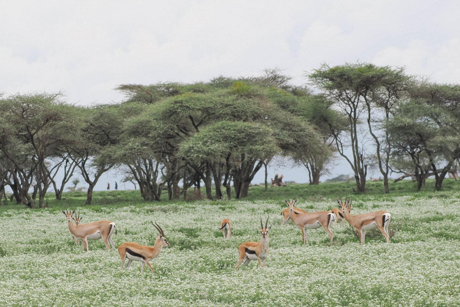 A group of gazelles.