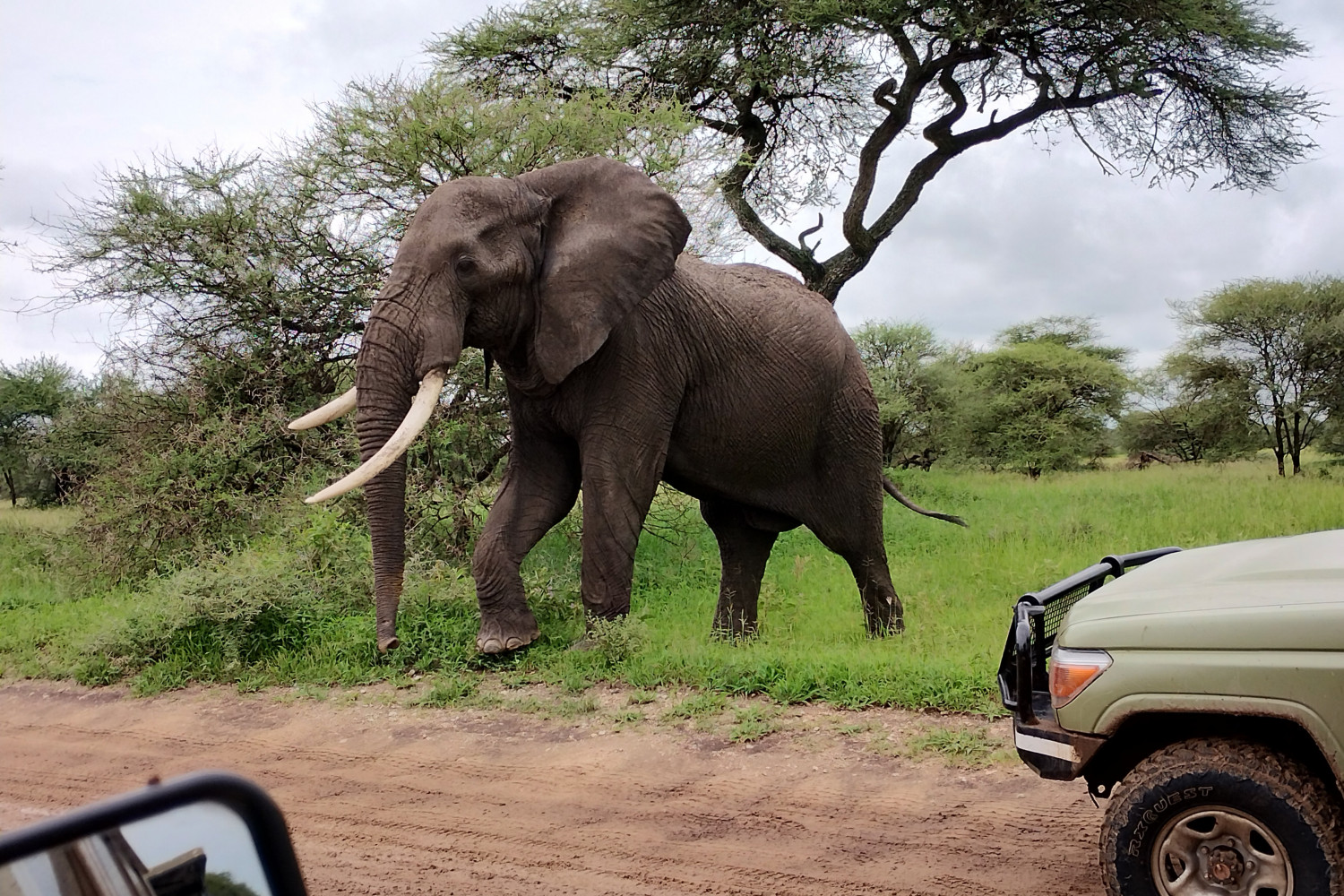 An elephant seen on a safari tour.