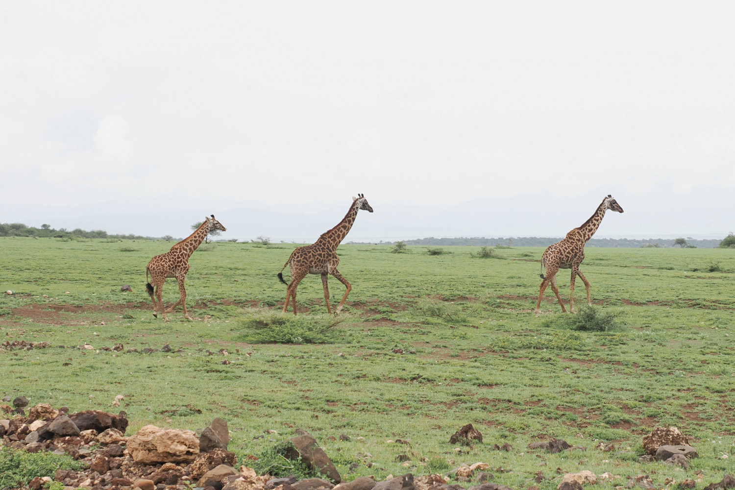 Three giraffes running in a field.