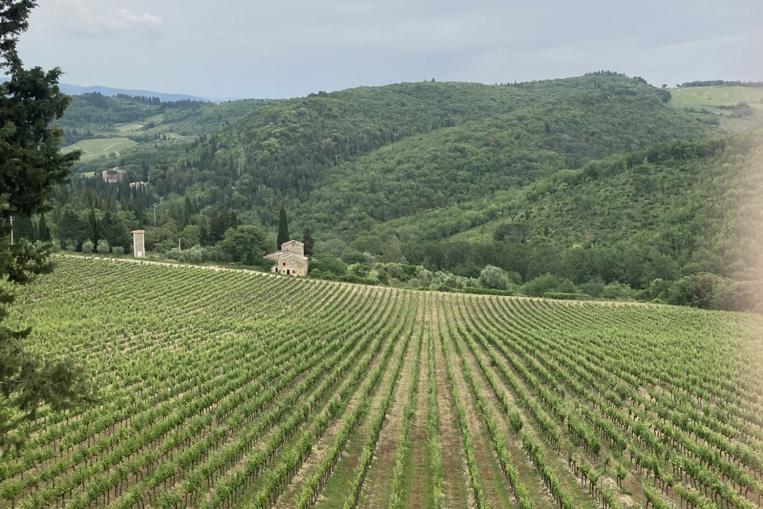 A vineyard.