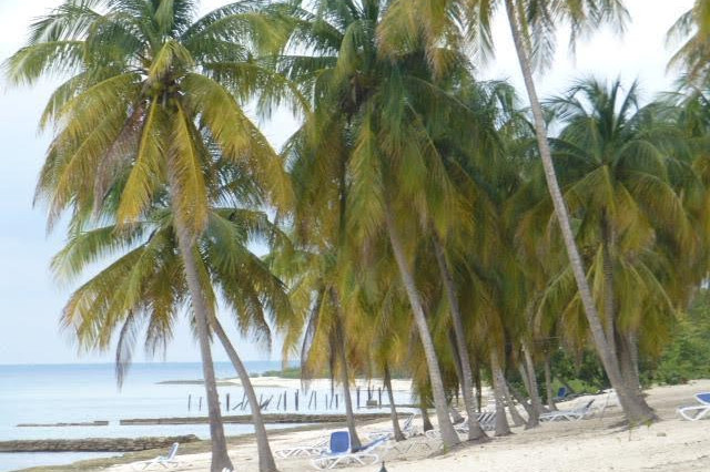 Palm trees on a beach in Cuba