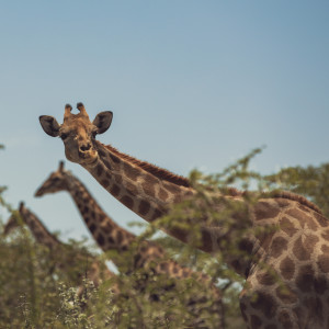Namibia-Giraffes