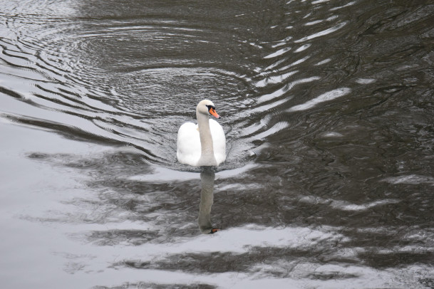 On our way to meet German high school students, we saw this swan striding down the river and had ...