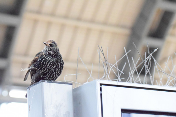A bird sitting next to bird-preventing spikes. I think this picture says a lot about society and ...