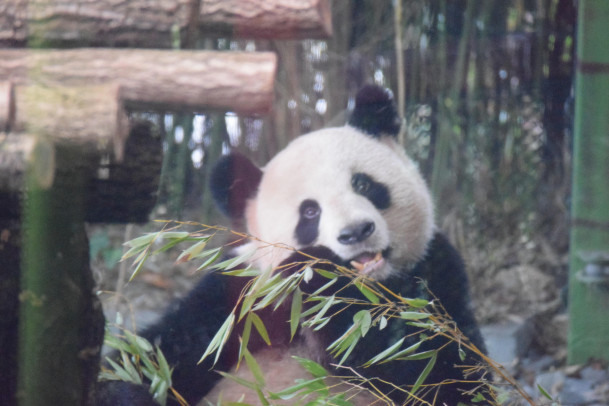 I was so lucky to get this shot of a panda because we don't have pandas back home in our zoos.