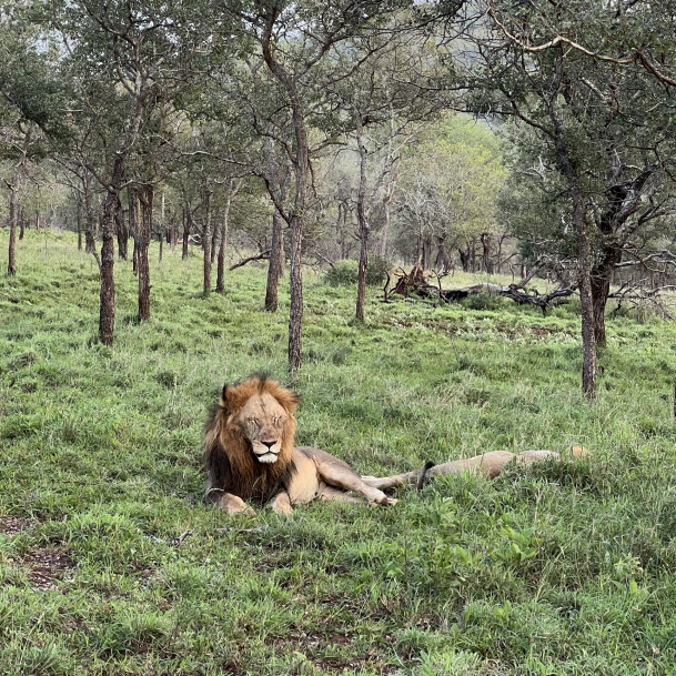 Students see lions up close during a safari.