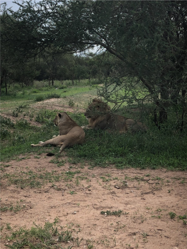 Lions in the Serengeti.
