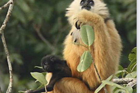 Cao-Vit gibbon